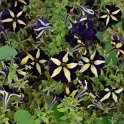 Petunia x 'Mystical Phantom'